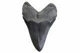 Serrated, Fossil Megalodon Tooth - South Carolina #371772-2